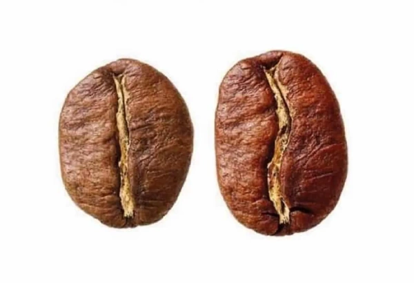 Arabica ou robusta