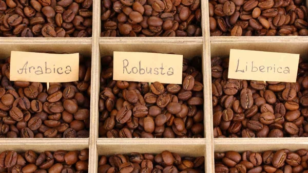 Arabica ou robusta